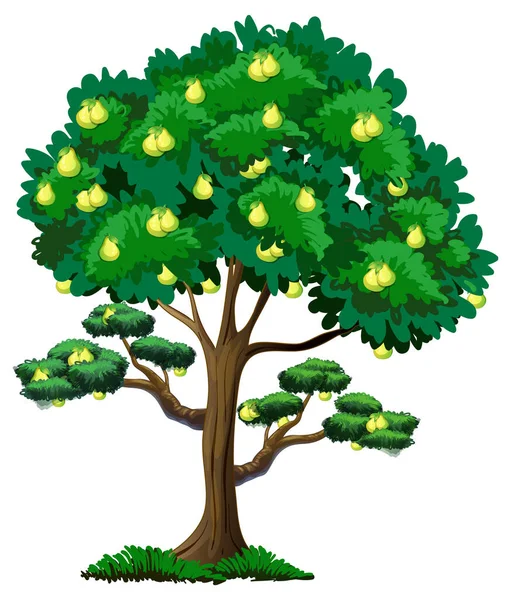 Pero Albero Frutto Isolato Sfondo Bianco Illustrazione — Vettoriale Stock