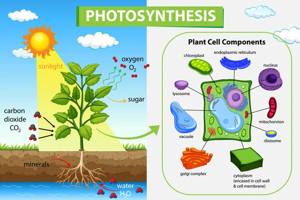 植物图解光合作用过程示意图 — 图库矢量图片