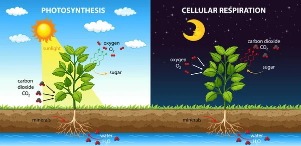 Diagramm Zeigt Den Prozess Der Photosynthese Und Der Zellatmung — Stockvektor