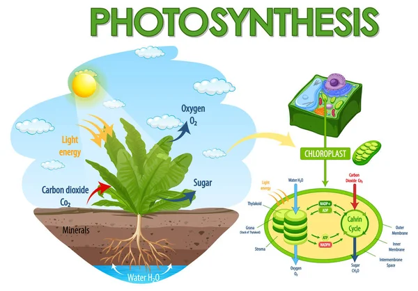 Proceso De La Fotosintesisストックベクター ロイヤリティフリーproceso De La Fotosintesisイラスト ページ 3 Depositphotos