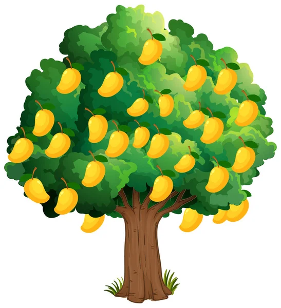 Yellow Mango Tree Isolated White Background Illustration Stock Illustration