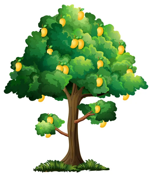 Gul Mango Träd Isolerad Vit Bakgrund Illustration — Stock vektor