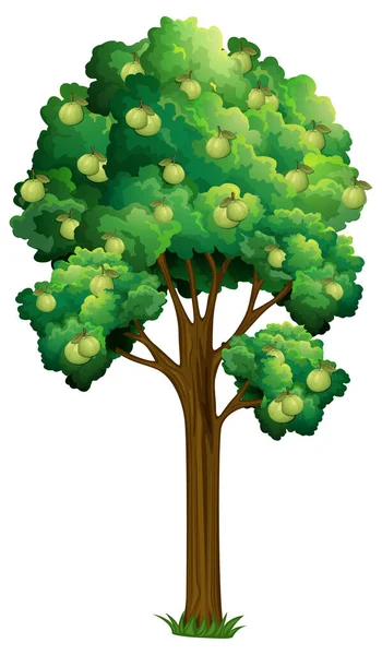 Kvajávy Ovocný Strom Izolované Bílém Pozadí Ilustrace — Stockový vektor