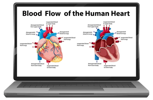 Flujo Sangre Del Diagrama Del Corazón Humano Pantalla Del Ordenador — Vector de stock