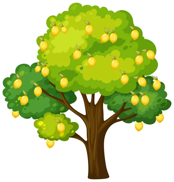 Citronový Strom Izolované Bílém Pozadí Ilustrace — Stockový vektor