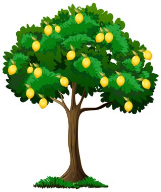 Beyaz arkaplan resimlerinde izole edilmiş limon ağacı