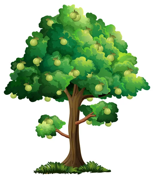 Guava Drzewo Owocowe Izolowane Białym Tle Ilustracji — Wektor stockowy