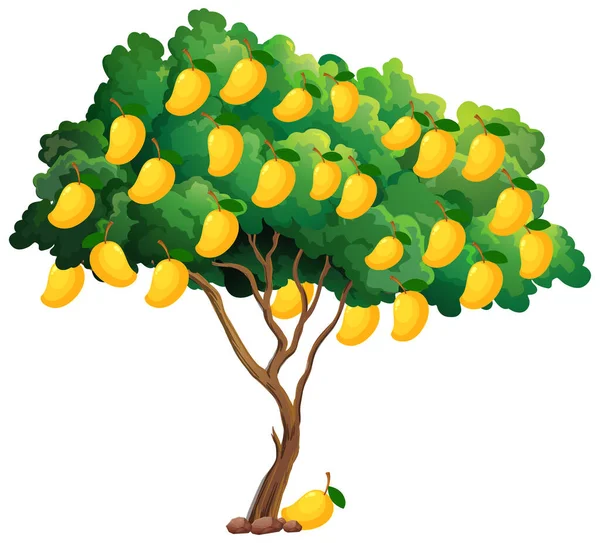 Árbol Mango Amarillo Aislado Sobre Fondo Blanco Ilustración — Archivo Imágenes Vectoriales