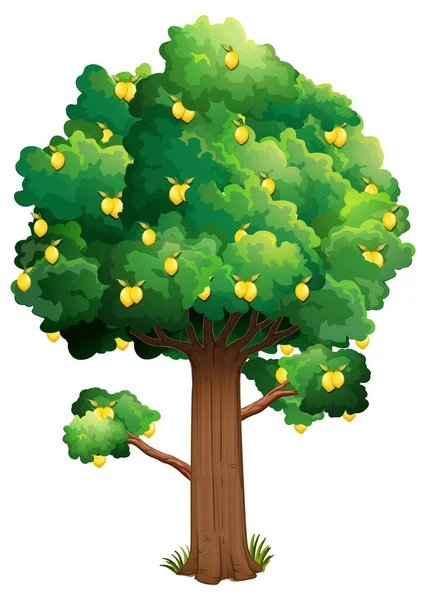 Limão Árvore Estilo Cartoon Isolado Fundo Branco Ilustração —  Vetores de Stock