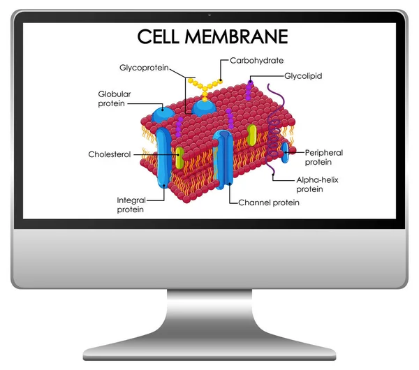 컴퓨터 데스크톱 삽화에 나오는 세포막 — 스톡 벡터