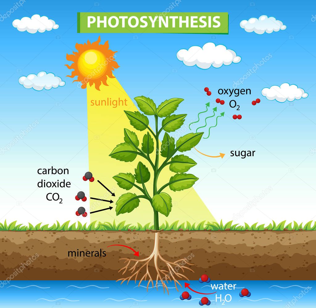 Diagram showing process of photosynthesis in plant illustration