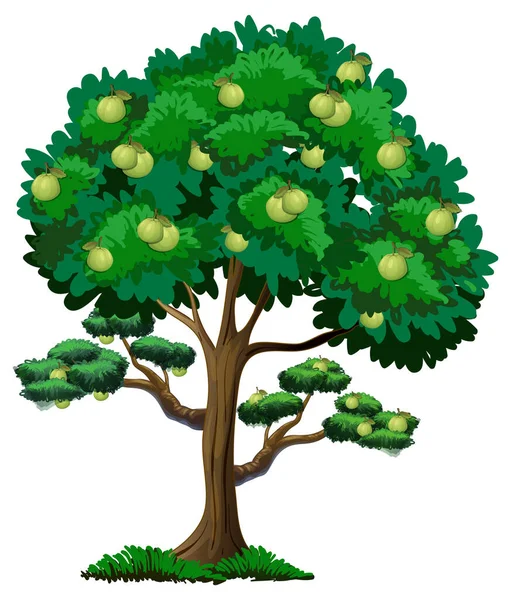 Goyave Arbre Fruitier Isolé Sur Fond Blanc Illustration — Image vectorielle