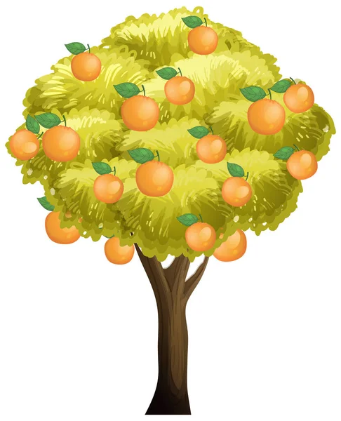 Orangenbaum Isoliert Auf Weißem Hintergrund Illustration — Stockvektor