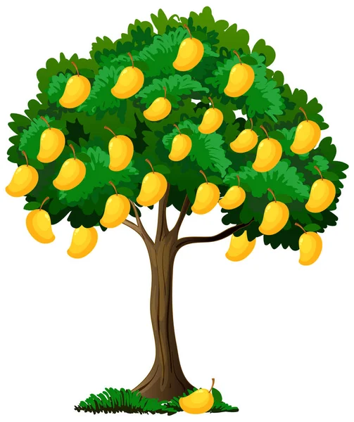 Żółte Drzewo Mango Izolowane Białym Tle Ilustracji — Wektor stockowy