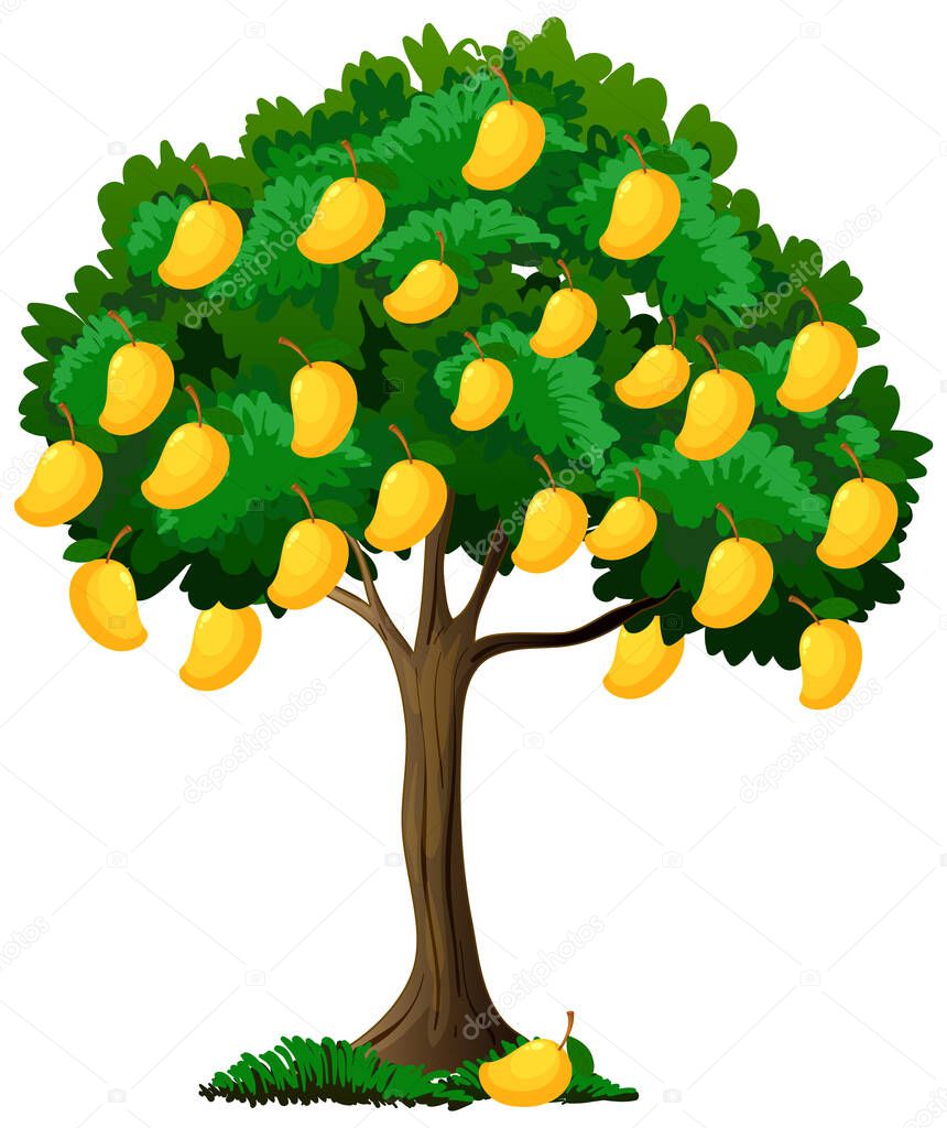 Yellow mango tree isolated on white background illustration