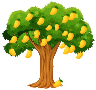Beyaz arkaplanda izole edilmiş sarı mango ağacı