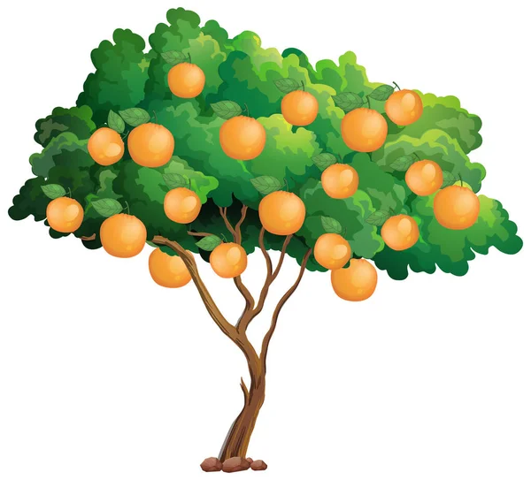 Orangenbaum Isoliert Auf Weißem Hintergrund Illustration — Stockvektor