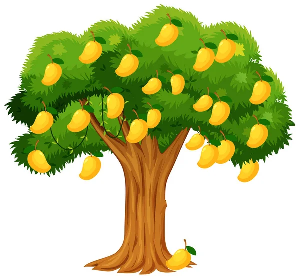 Yellow Mango Tree Isolated White Background Illustration Vector Graphics