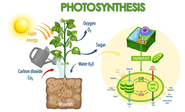 Schema Che Mostra Processo Fotosintesi Nell Illustrazione Vegetale — Vettoriale Stock