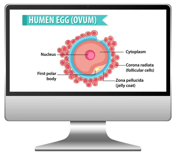 Ludzka Komórka Jajowa Komputerowym Pulpicie Ilustracja — Wektor stockowy