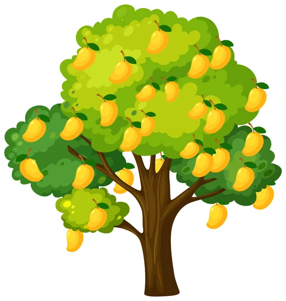 Árbol Mango Amarillo Aislado Sobre Fondo Blanco Ilustración — Vector de stock