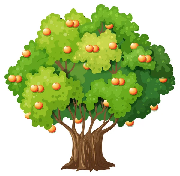 Orangen Obstbaum Cartoon Stil Isoliert Auf Weißem Hintergrund Illustration — Stockvektor