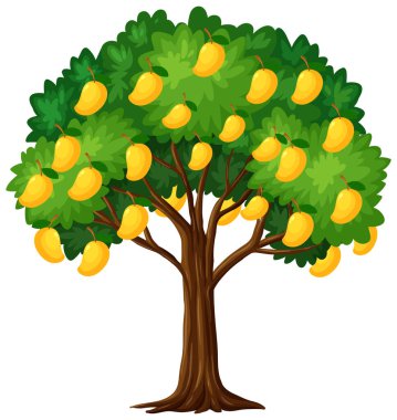 Beyaz arkaplanda izole edilmiş sarı mango ağacı
