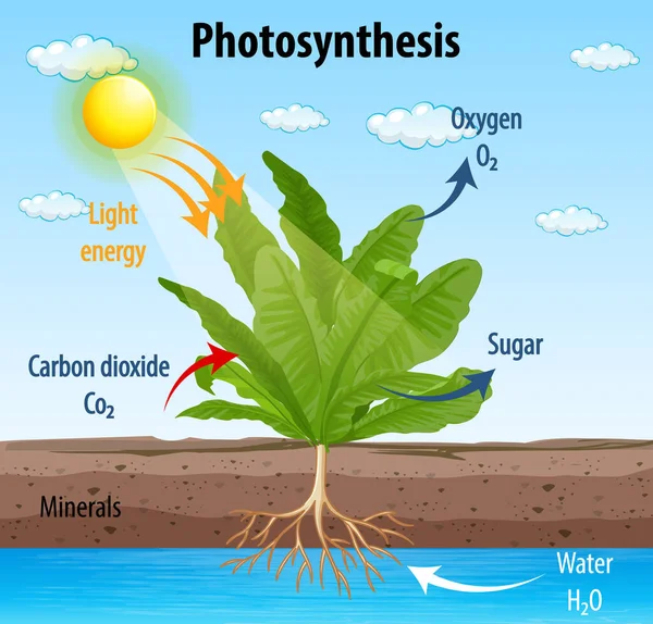 Diagramme Montrant Processus Photosynthèse Dans Illustration Végétale — Image vectorielle