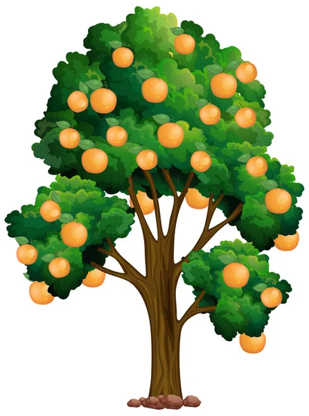삽화에 나오는 오렌지 — 스톡 벡터