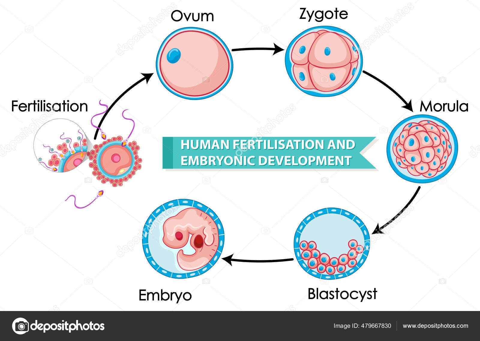 Human Fertilisation Embryonic Development Illustration Stock Vector By 