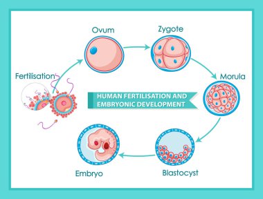 Human fertilisation and embryonic development diagram illustration clipart