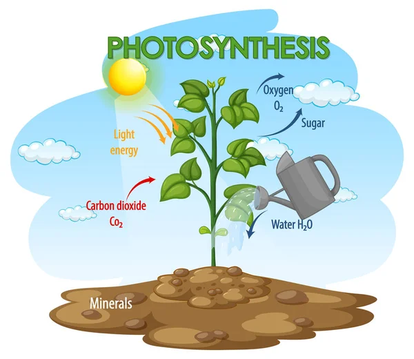 Schema Van Het Fotosyntheseproces Bij Illustratie Van Planten — Stockvector