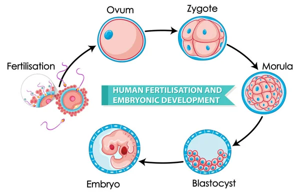 Иллюстрация Оплодотворения Эмбрионального Развития Человека — стоковый вектор