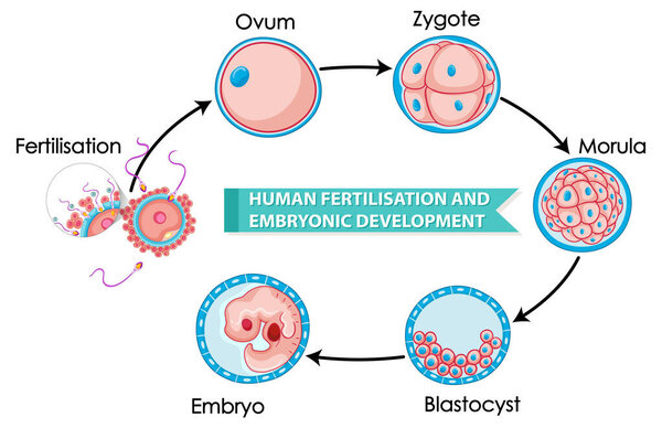 Human fertilisation and embryonic development illustration