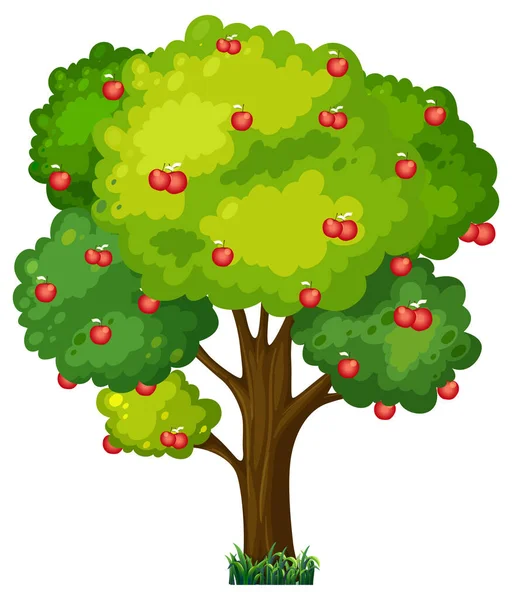 Apple Träd Isolerad Vit Bakgrund Illustration — Stock vektor