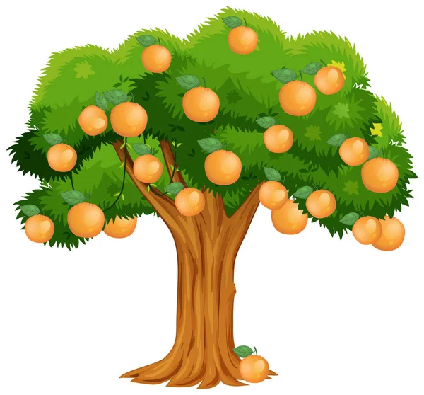 Orange Träd Isolerad Vit Bakgrund Illustration — Stock vektor