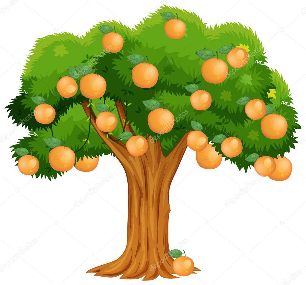 Orange tree isolated on white background illustration