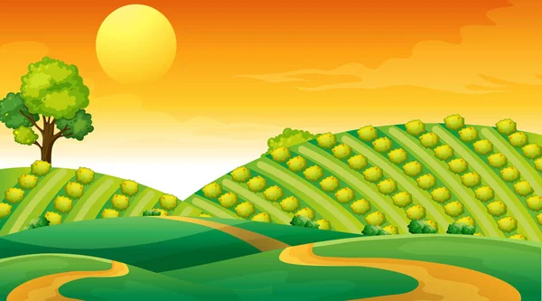 Scène Paysage Prairie Vierge Coucher Soleil Illustration — Image vectorielle