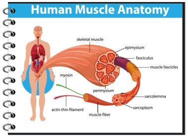 Vücut anatomisi çizimi olan insan kas anatomisi.