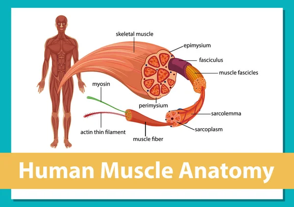 Anatomía Muscular Humana Con Ilustración Anatomía Corporal — Vector de stock