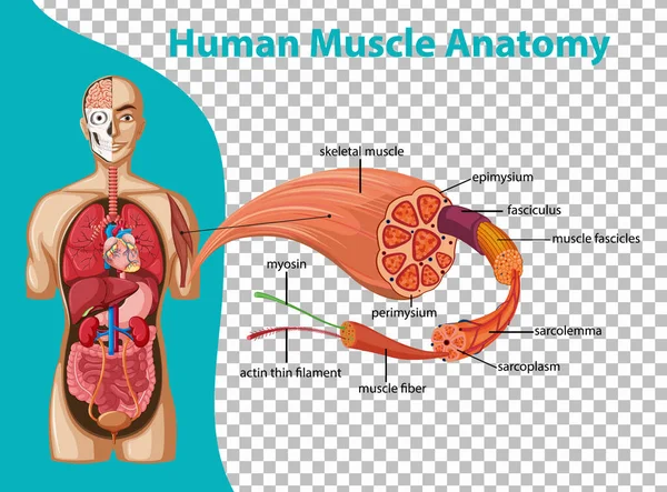 Menselijke Spier Anatomie Met Lichaam Anatomie Illustratie — Stockvector