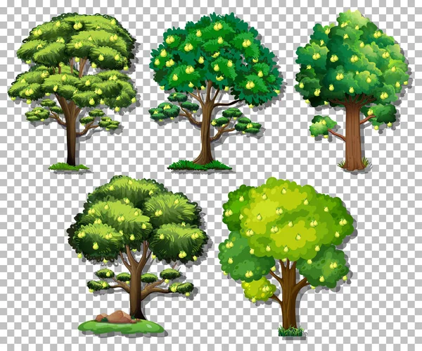 Set Van Verschillende Bomen Transparante Achtergrond Illustratie — Stockvector