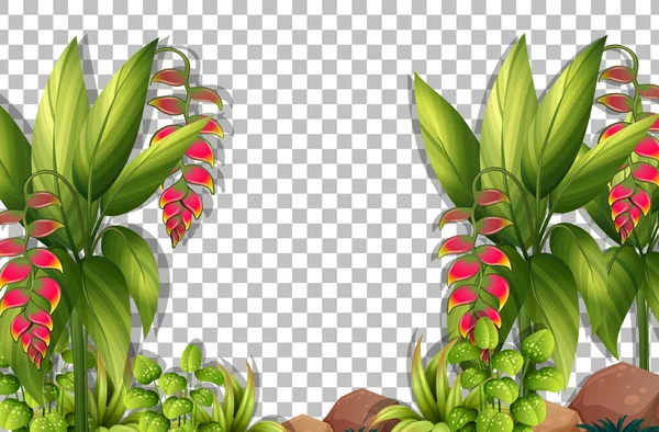 Tropische Planten Bladeren Transparante Achtergrond Illustratie — Stockvector