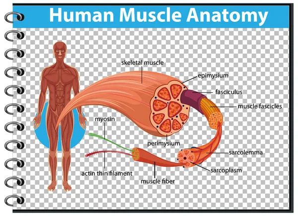 Menselijke Spier Anatomie Met Lichaam Anatomie Illustratie — Stockvector