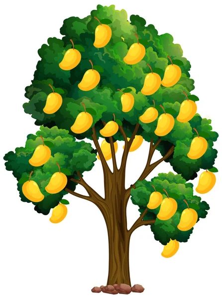 Gele Mangoboom Geïsoleerd Witte Achtergrond Illustratie — Stockvector