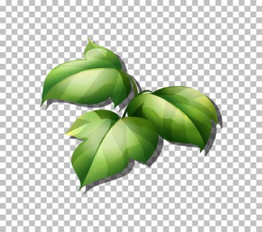 Şeffaf arkaplan illüstrasyonunda tropikal bitki