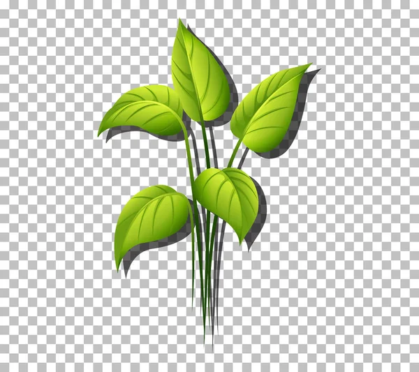 Plante Tropicale Sur Fond Transparent Illustration — Image vectorielle