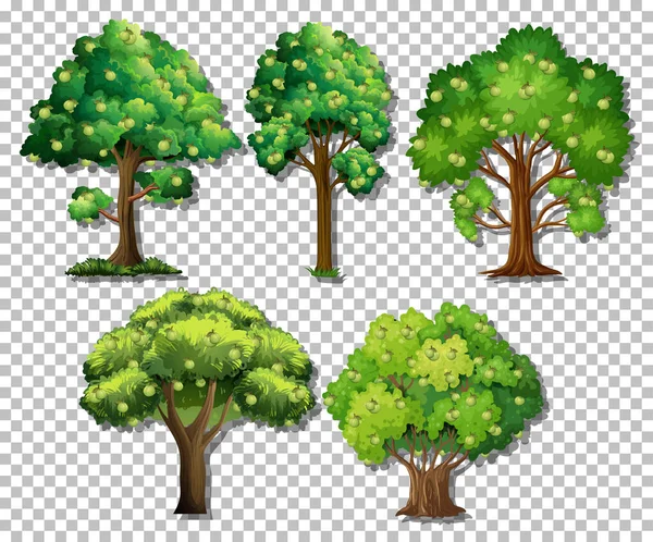 Jeu Différents Arbres Sur Fond Transparent Illustration — Image vectorielle