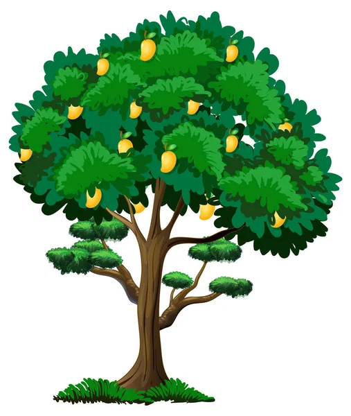 Gelber Mangobaum Isoliert Auf Weißem Hintergrund Illustration — Stockvektor