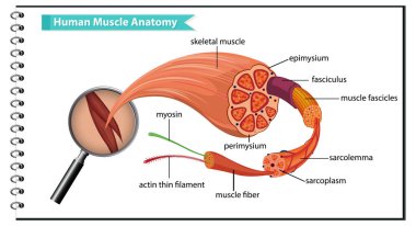 Vücut anatomisi çizimi olan insan kas anatomisi.